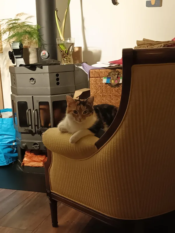 Cat by fireplace