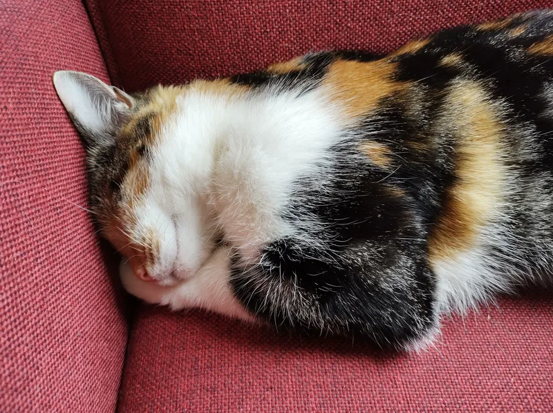 Cat sleeping