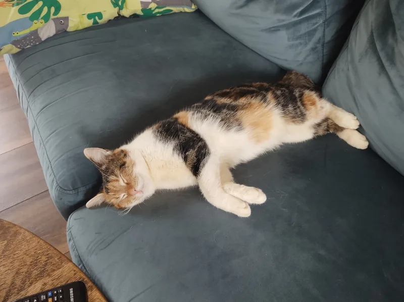 Cat on sofa