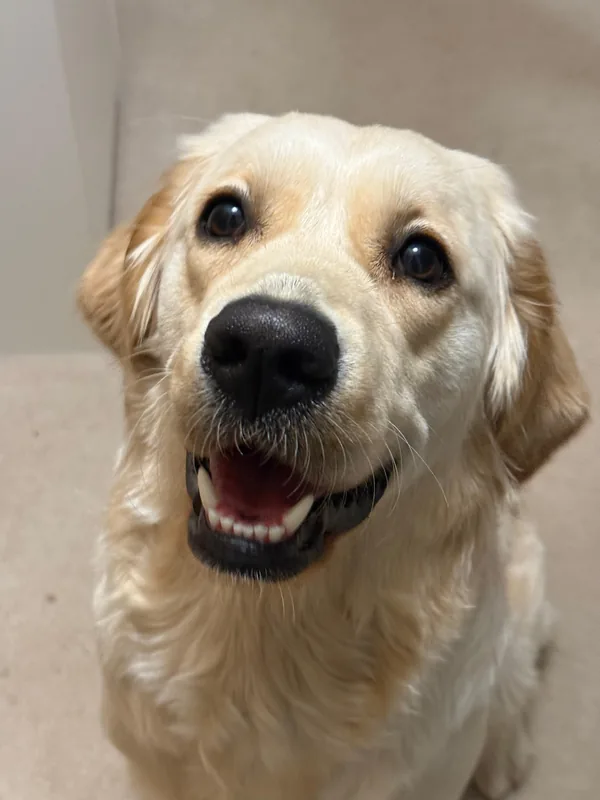 Golden retriever