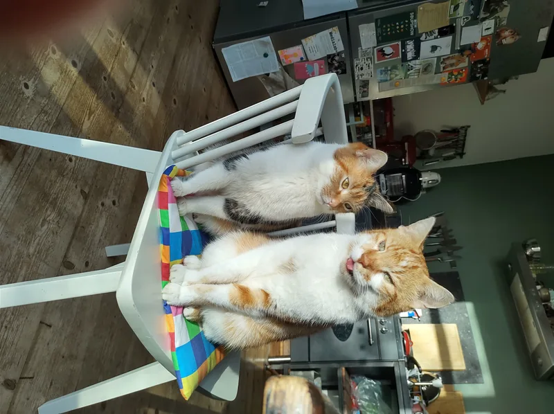 Two cats