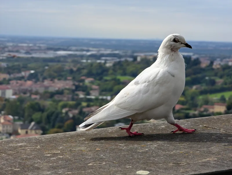 White dove